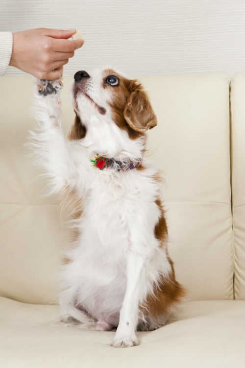 白と茶色の犬